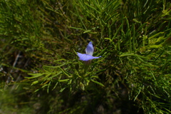 Psoralea laevigata
