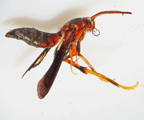 Lilac Borer Moth photo 5