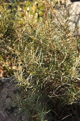 Euclea linearis