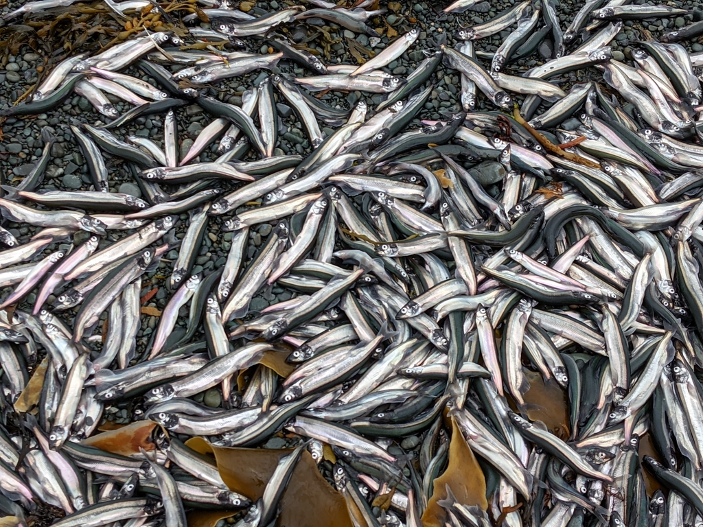 Capelin