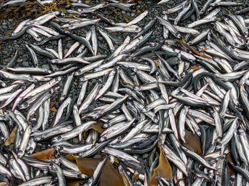 Capelin