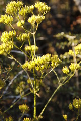 Kalanchoe brachyloba