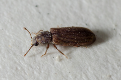 Lyctus