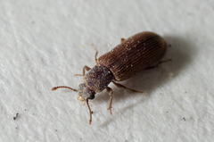 Lyctus