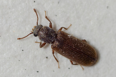 Lyctus