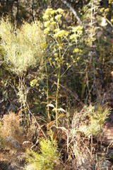Kalanchoe brachyloba