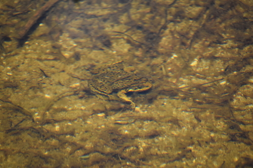 iNaturalist observation photo of Sierra Nevada Yellow-legged Frog