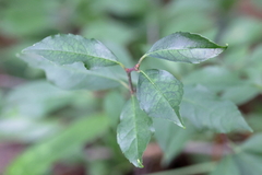 Ilex ambigua