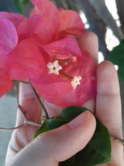 Bougainvillea glabra