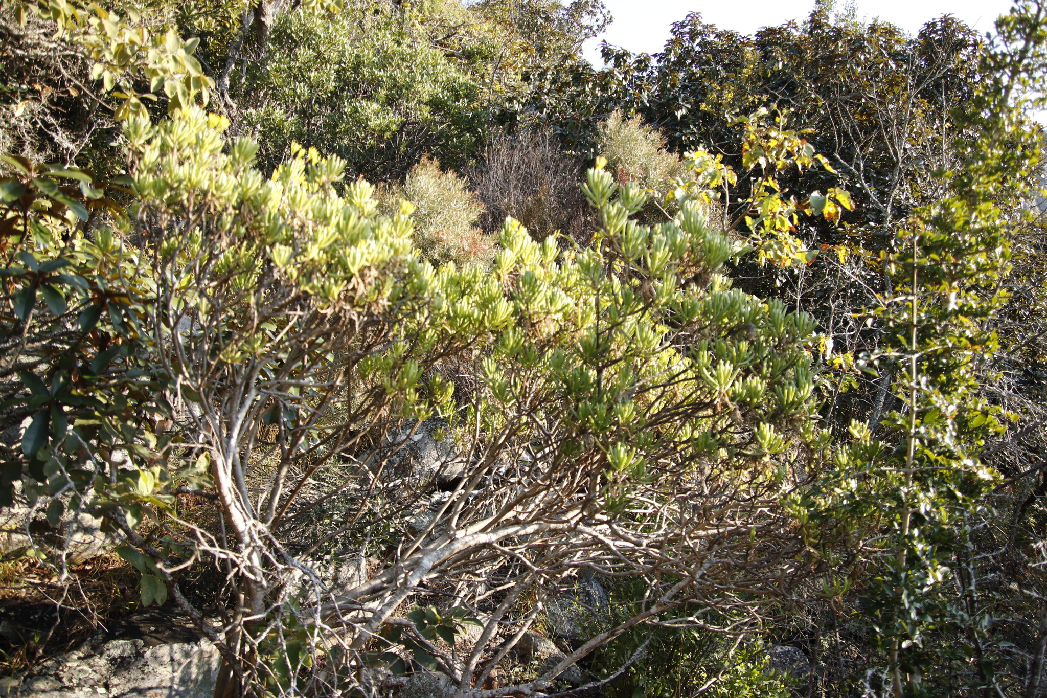 Kleinia barbertonica