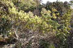 Senecio barbertonicus