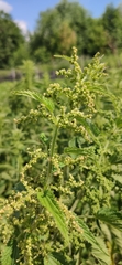 Urtica dioica