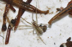 Neriene peltata