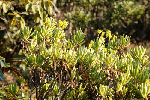 Kleinia barbertonica