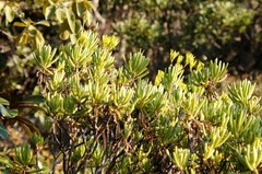 Senecio barbertonicus