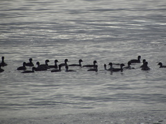 Podiceps occipitalis