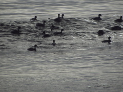 Podiceps occipitalis