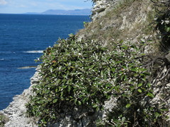 Pachystegia insignis