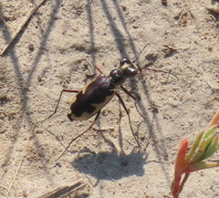Eunota circumpicta