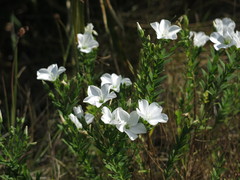 Linum monogynum monogynum