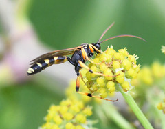 Ichneumon sarcitorius
