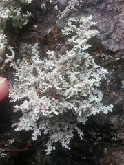 Stereocaulon intermedium