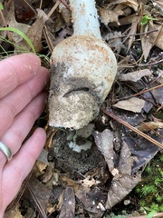 Amanita rhopalopus