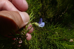 Psoralea laevigata