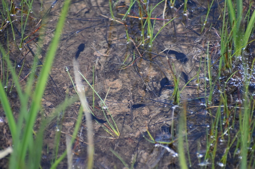 iNaturalist observation photo of Yosemite Toad