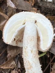 Amanita rhopalopus