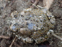 Anaxyrus californicus
