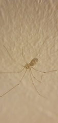 Pholcus phalangioides
