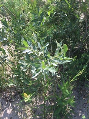 Salix cordata