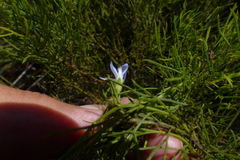 Psoralea laevigata