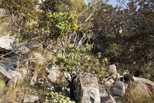Image of Acokanthera rotundata by (c) Tony Rebelo, some rights reserved (CC BY-SA)
