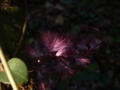 Zygia cauliflora