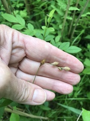 Carex hormathodes