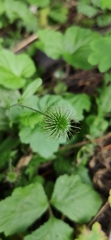 Geum urbanum