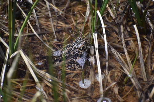 iNaturalist observation photo of Yosemite Toad