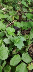 Geum urbanum