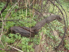 Anaxyrus californicus