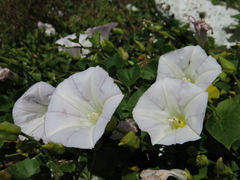 Calystegia tuguriorum