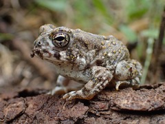 Anaxyrus californicus