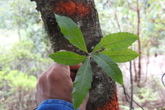 Morella lindeniana