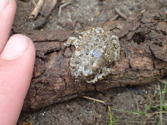 Anaxyrus californicus