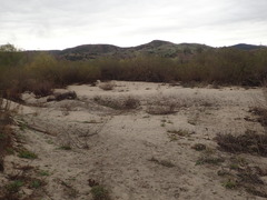 Anaxyrus californicus