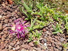 Carpobrotus acinaciformis