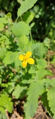 Chelidonium majus