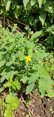 Chelidonium majus