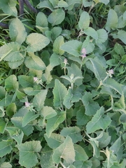 Salvia verticillata